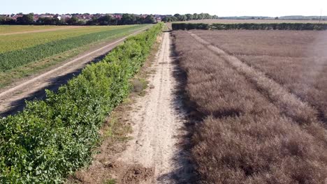 Aerial-low-flying-shot-over-a-hedge-border-between-fields-in-the-countryside,-bright-sunny-daylight