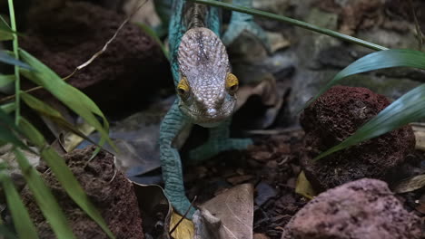 Parson-Chameleon-slowing-moving-on-the-ground