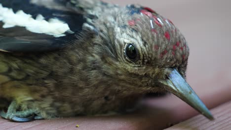 un primerísimo plano de un pájaro carpintero chupasavia de vientre amarillo herido - pájaro triste herido
