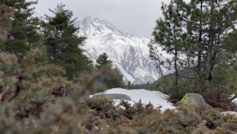 Forest-Vegetations-Revealed-White-Snow-Mountains-At-Kinnaur-In-Himachal-Pradesh,-India