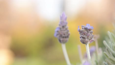 close-up of lavender flowers with blurred background