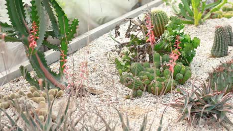 beautiful succulent and cactus greenhouse garden