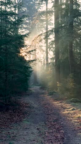 amanecer en el bosque