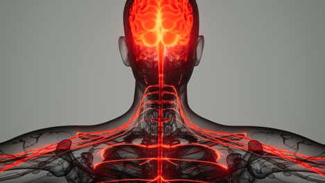 brain and nervous system of human