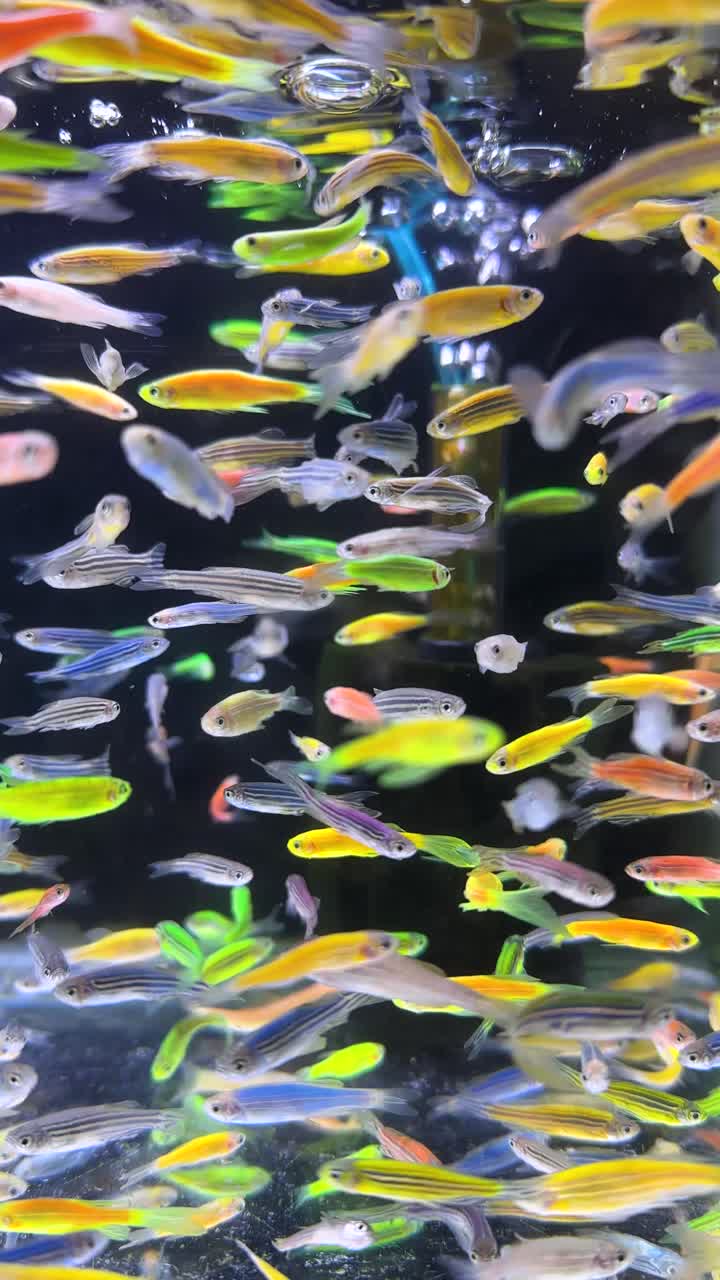 Group of tiny colorful tropical fish are swimming underwater in freshwater aquariums exotic cardinalfish natural beauty Asia pets hobby nature wildlife pacific environment aquaculture green background
