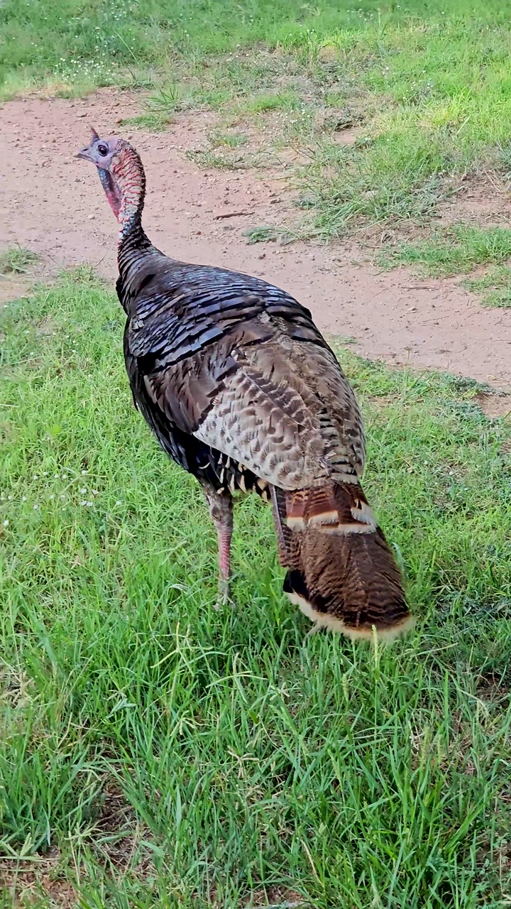Vertical handheld video of a turkey in Palo Duro Canyon State Park in Texas