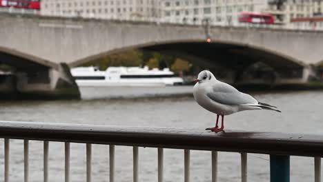 seagull in southbank in front on waterloo bridge, london, united kingdom