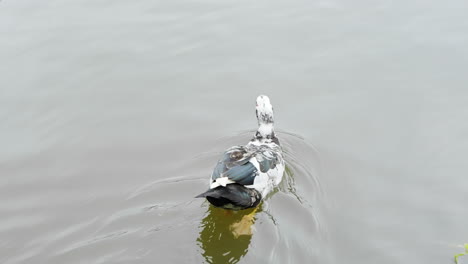 Black-and-white-duck-swimming-in-a-lake