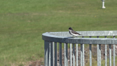 eastern kingbird on a ramp