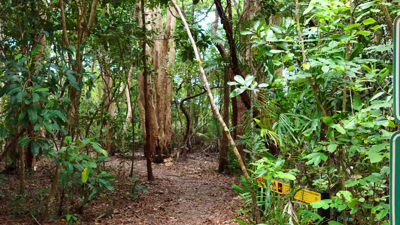 Aerial camera glides through lush rainforest toward a green 'No Camping' sign, with vibrant daylight and dense eucalyptus trees in Port Douglas, Australia