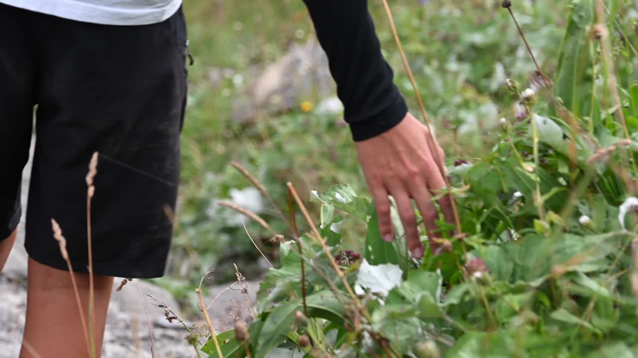 한 젊은이가 스위스 알프스의 자갈길 옆에 있는 풀잎과 꽃 위로 손을 튕깁니다. obwalden