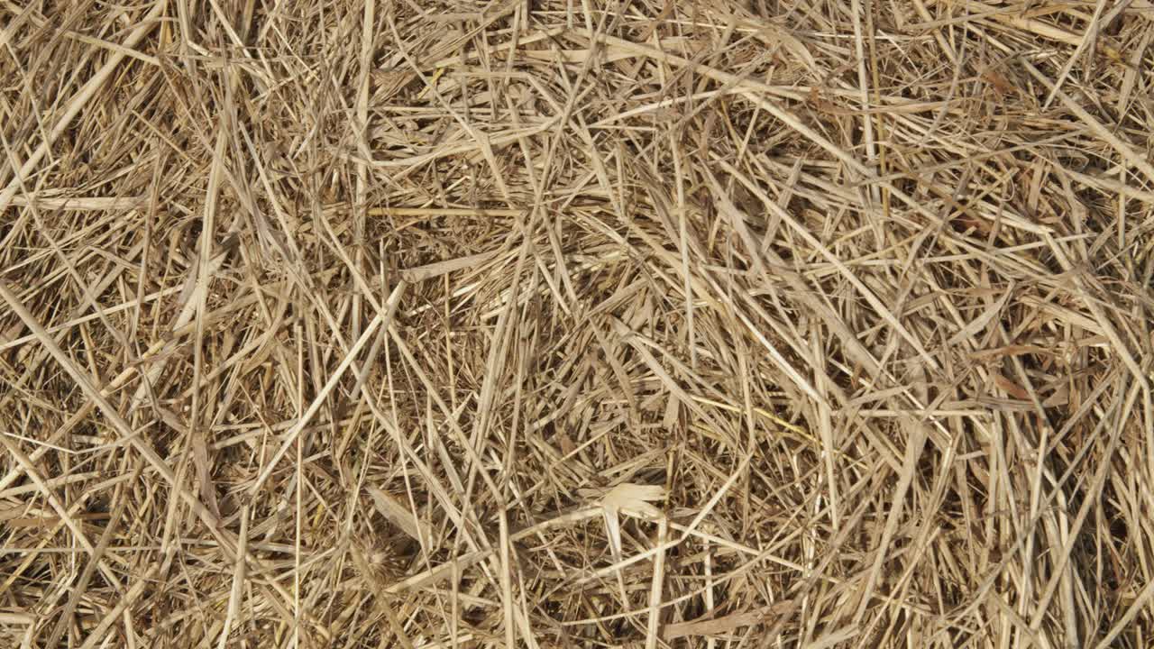 otoño - tiempo de cosecha. balas de heno de cerca. concepto de la agricultura.