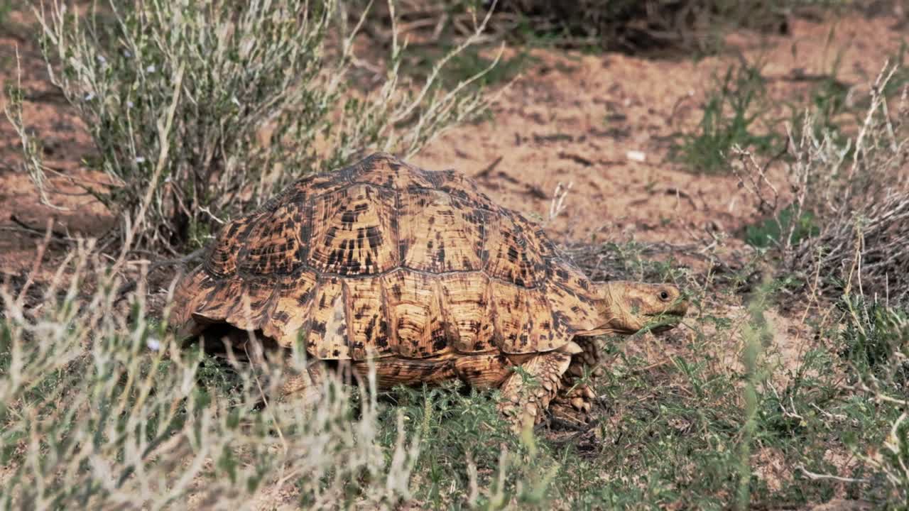 A stunning leopard tortoise walking through shrubs in South Africa