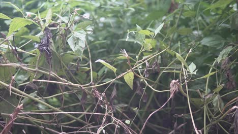 las hojas verdes de la planta se balancean con gracia en la suave brisa de un día nublado