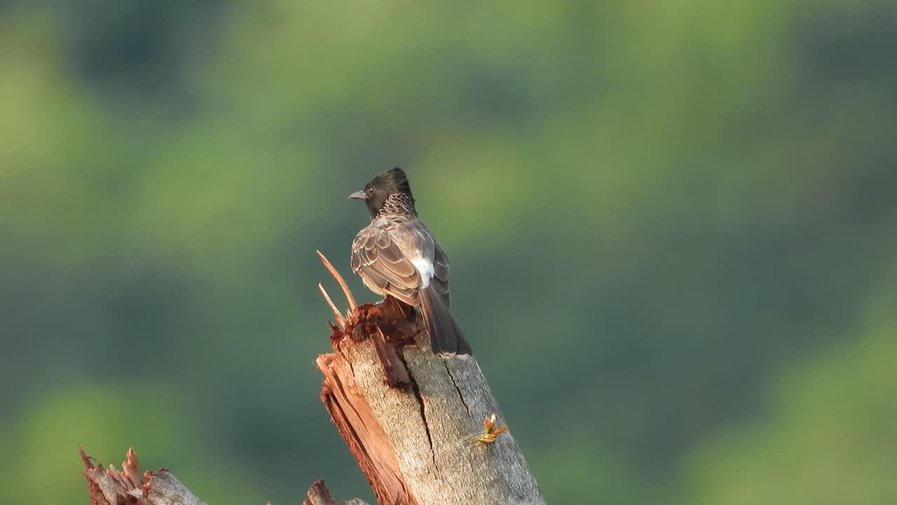 bulbul con ventilación roja en el árbol uhd 4k mp4