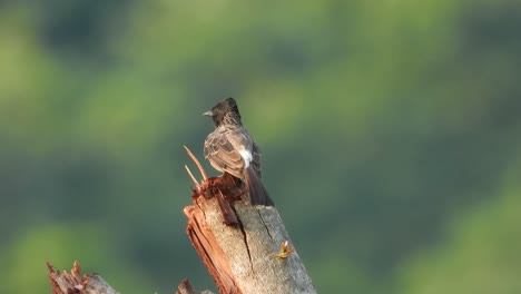 Bulbul-Con-Ventilación-Roja-En-El-árbol-Uhd-4k-Mp4