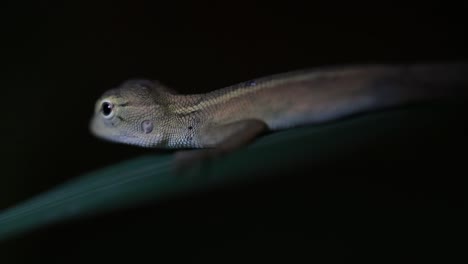 El-Lagarto-De-Jardín-Oriental-También-Se-Llama-Lagarto-De-Jardín-Oriental,-Chupasangre-Y-Lagarto-Cambiable