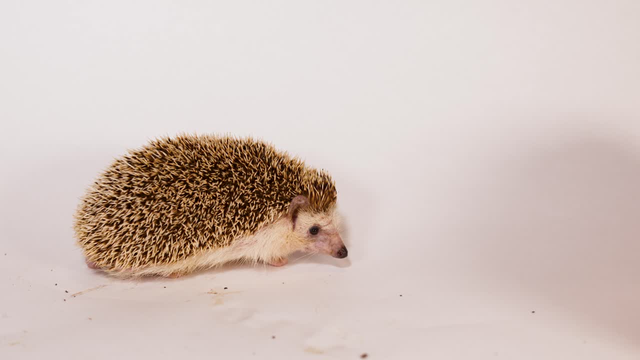 Un piccolo riccio pigmeo africano cammina lentamente su uno sfondo da studio bianco brillante