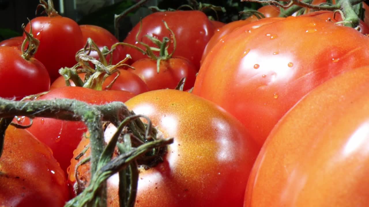 Handpicked garden fresh tomatoes macro close up shot of delicious organic fruit