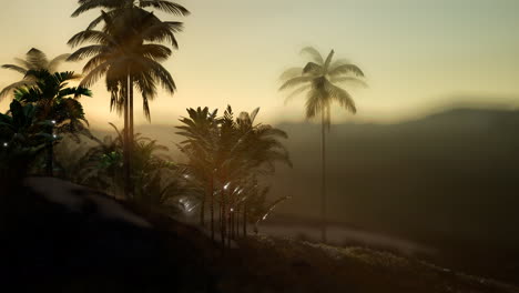 view of the palm trees in fog