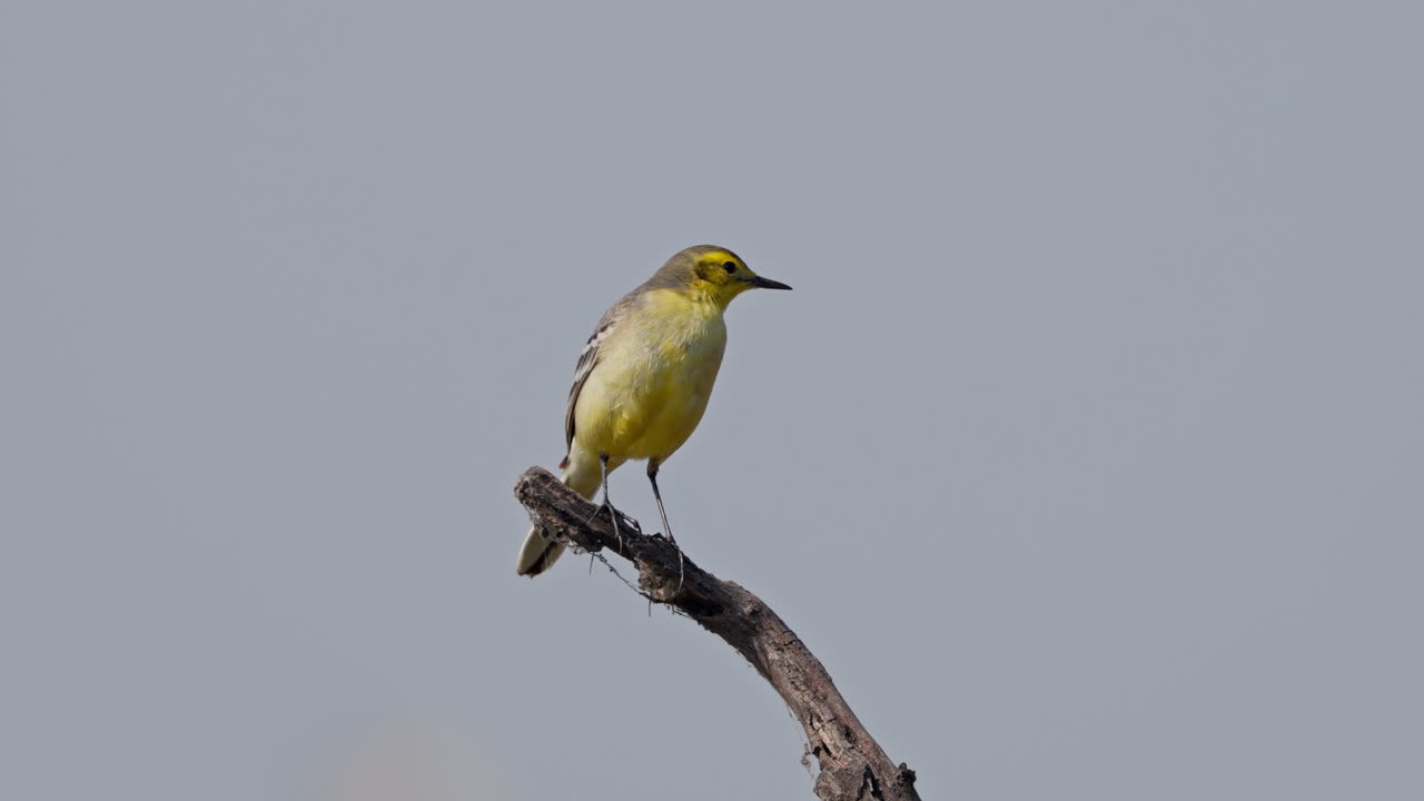 Single citrine wagtail perched on a tree branch and looking for food in keoladeo bird sanctuary, India.