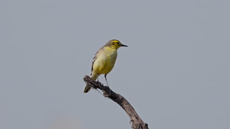 single citrine wagtail perched on a tree branch and looking for food in keoladeo bird sanctuary, india.