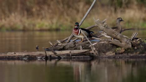 Male-Wood-duck-preening-on-log-in-the-middle-of-a-pond