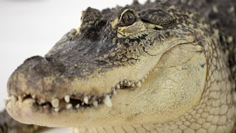 foco de cremallera de cocodrilo americano entre los dientes frontales y el ojo