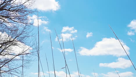 beautiful wind blowing on the long grass with clouds and blue sky day