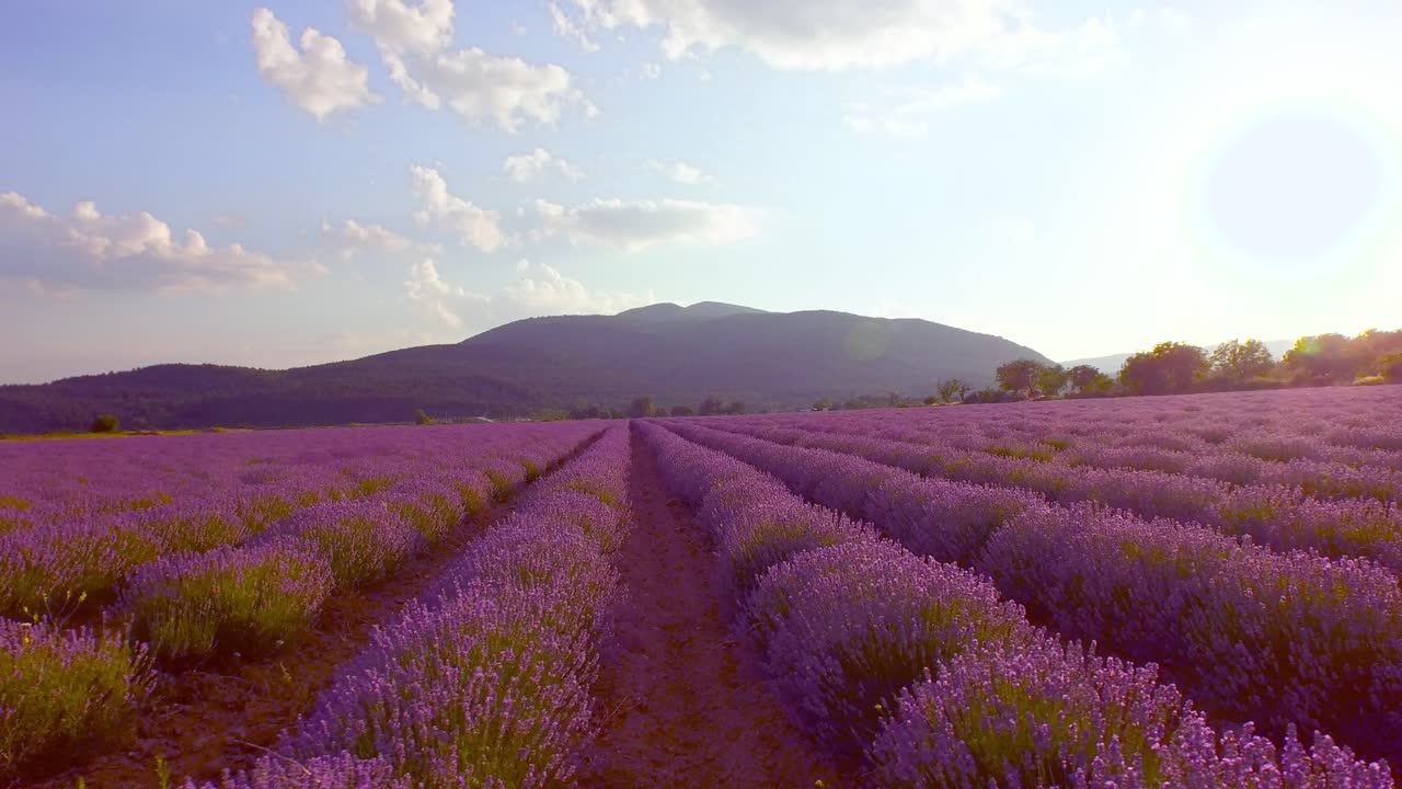 campo de lavanda con vistas a las montañas