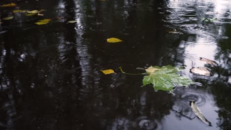 autumn rain in bad weather, rain drops on the surface of the puddle with fallen leaves.