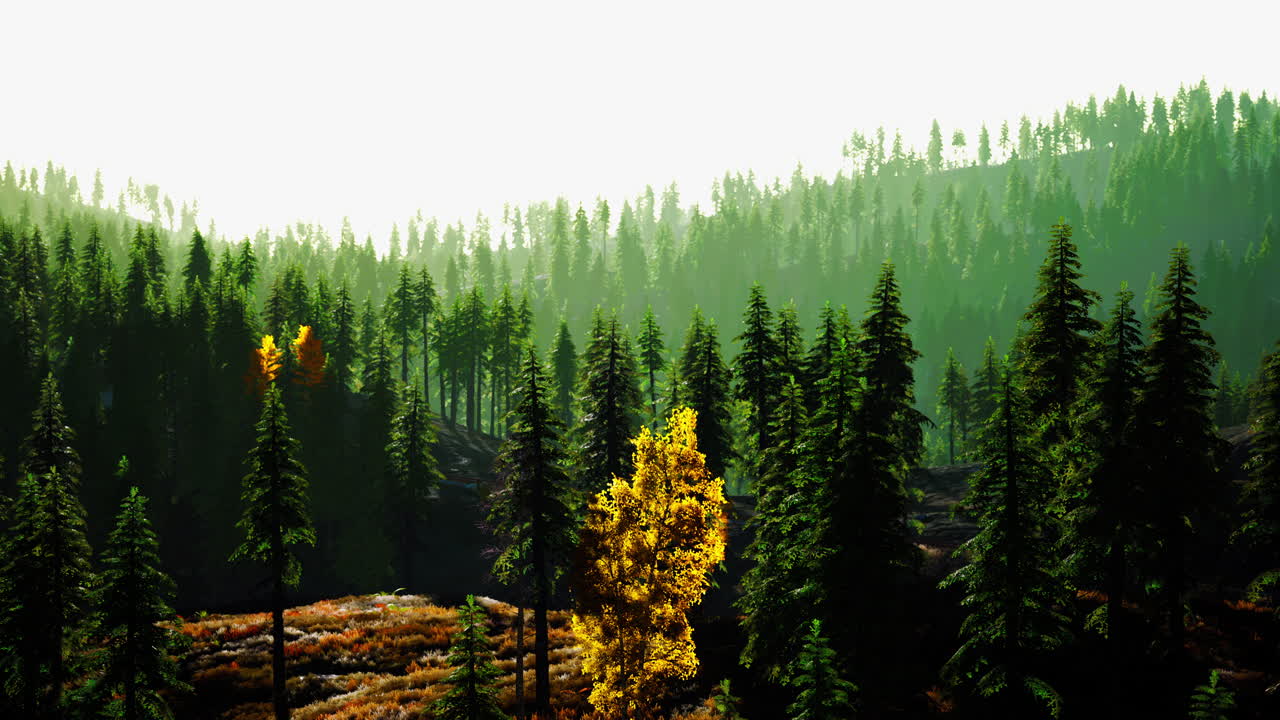 hermosa escena del bosque de otoño