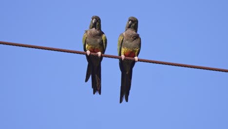 disparo estático de un par de loros excavadores sentados en una línea telefónica oxidada