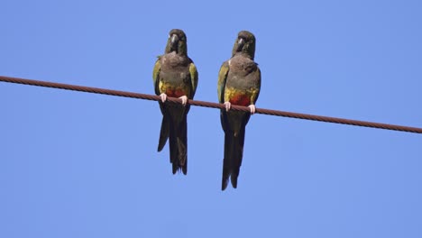 static shot of a pair of burrowing parrots sitting perched on a rusted telephone line