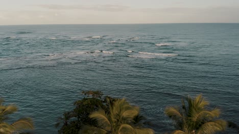 drone elevándose detrás de exuberantes palmeras en la costa, el océano revela