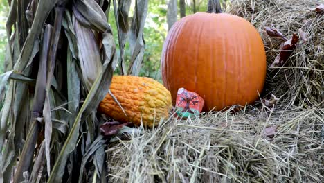 fall photo setup at park in the woods