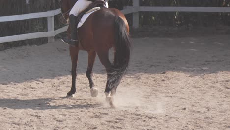 close-up of the legs of a horse trotting elegantly in equestrian competition