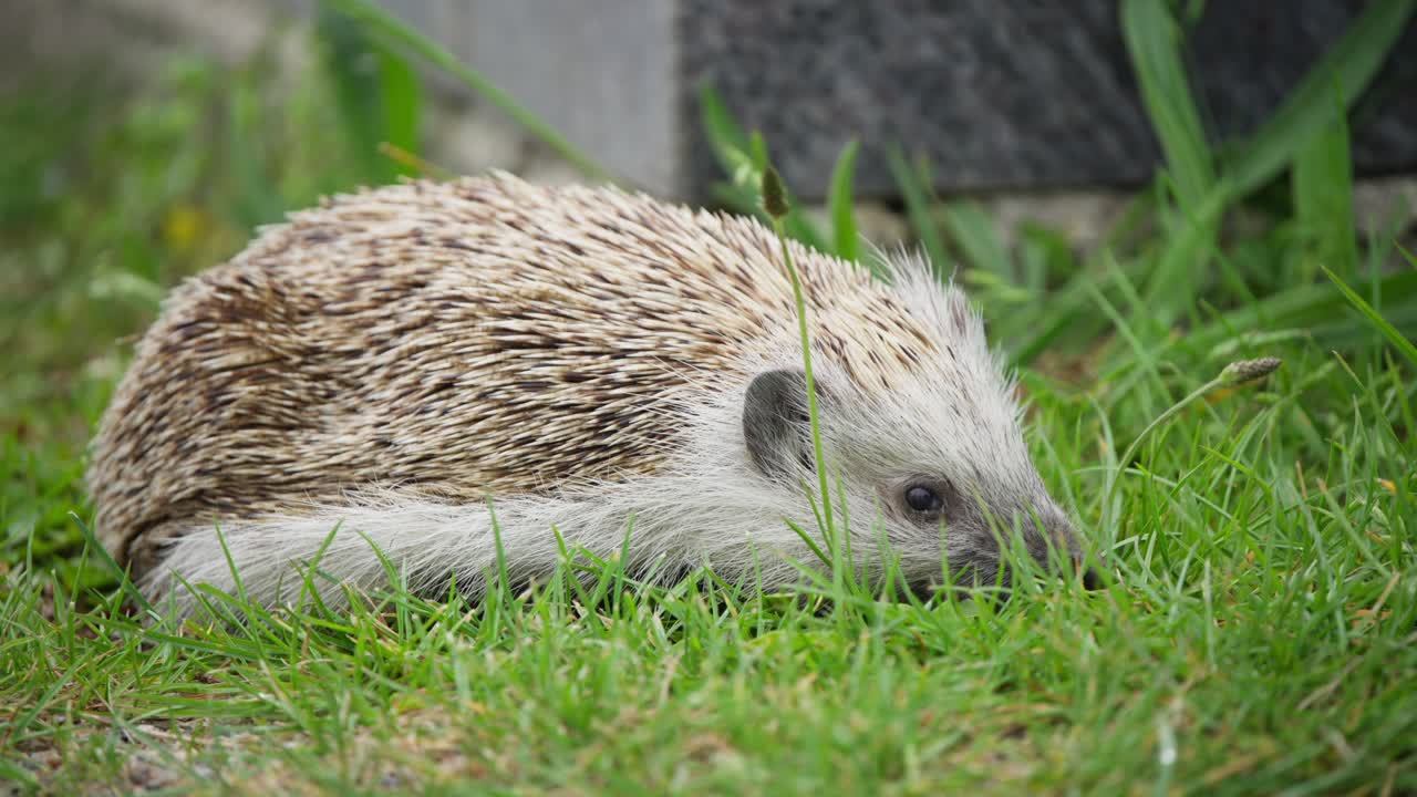 Ein europäischer Igel sucht auf einer grünen Wiese nach Nahrung und erkundet seine Umgebung. Das Tier verhält sich natürlich in einer Umgebung, die seine Bewegung und Aktivität während des Tages einfängt