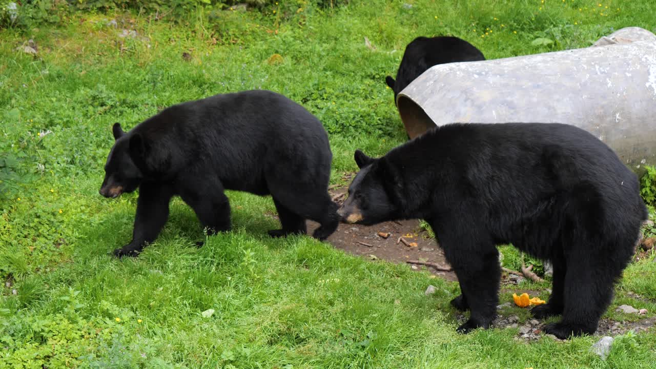 3 Black Bears