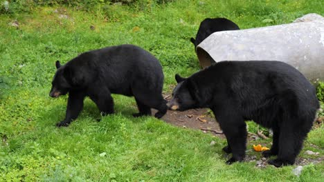 3 black bears