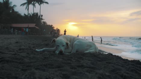 cute, white, dog lying on the sand at the beach during sunset