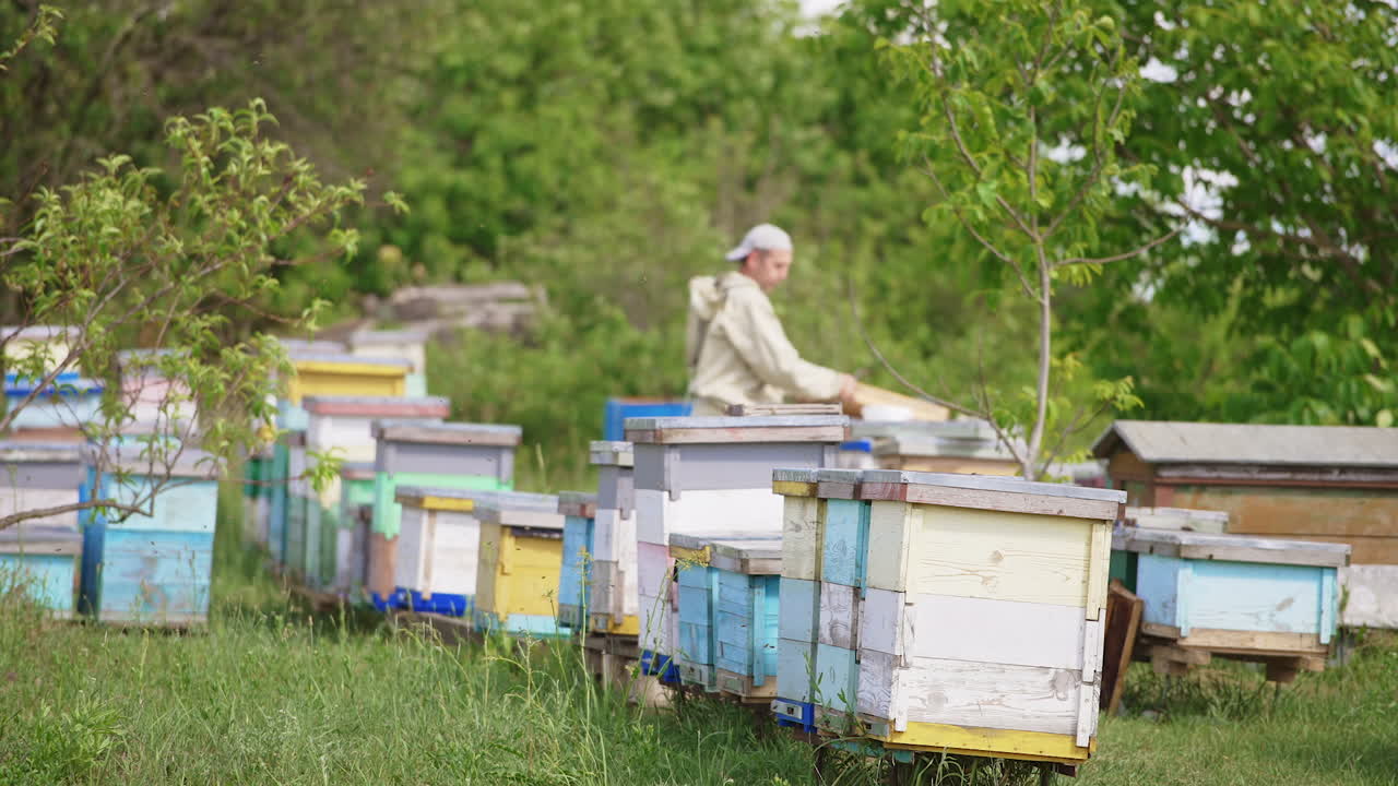 Rural bee farm with wooden hives located in the nature. Male apiculturist working at the apiary at backdrop in blur. Nature background.