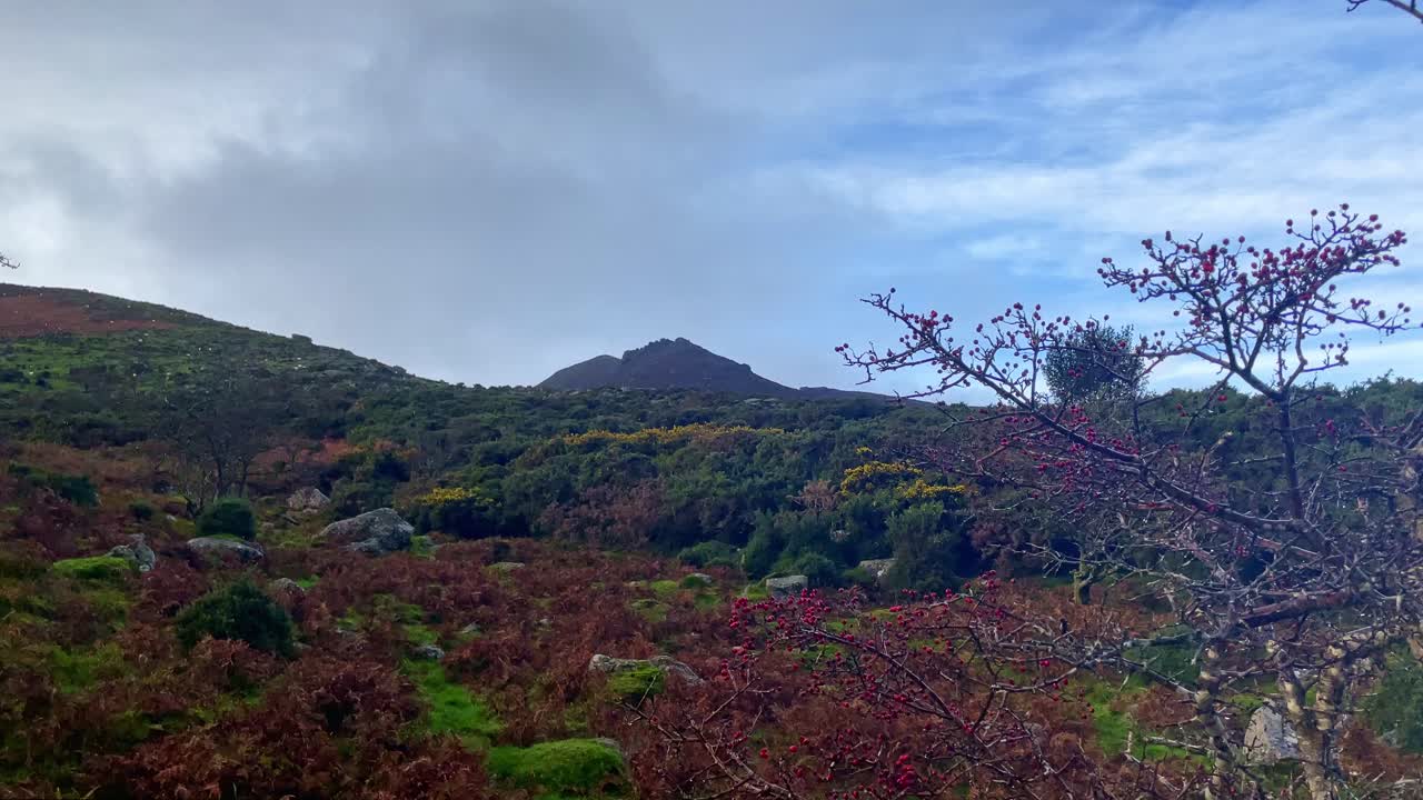 코메라그 산맥 산암에  ⁇ 은 베리 겨울 페른과 부드러운 비가 겨울 날 떨어지는
