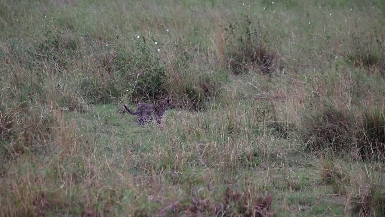 cachorro de leopardo perdido entre la vegetación en busca de su madre, serengeti
