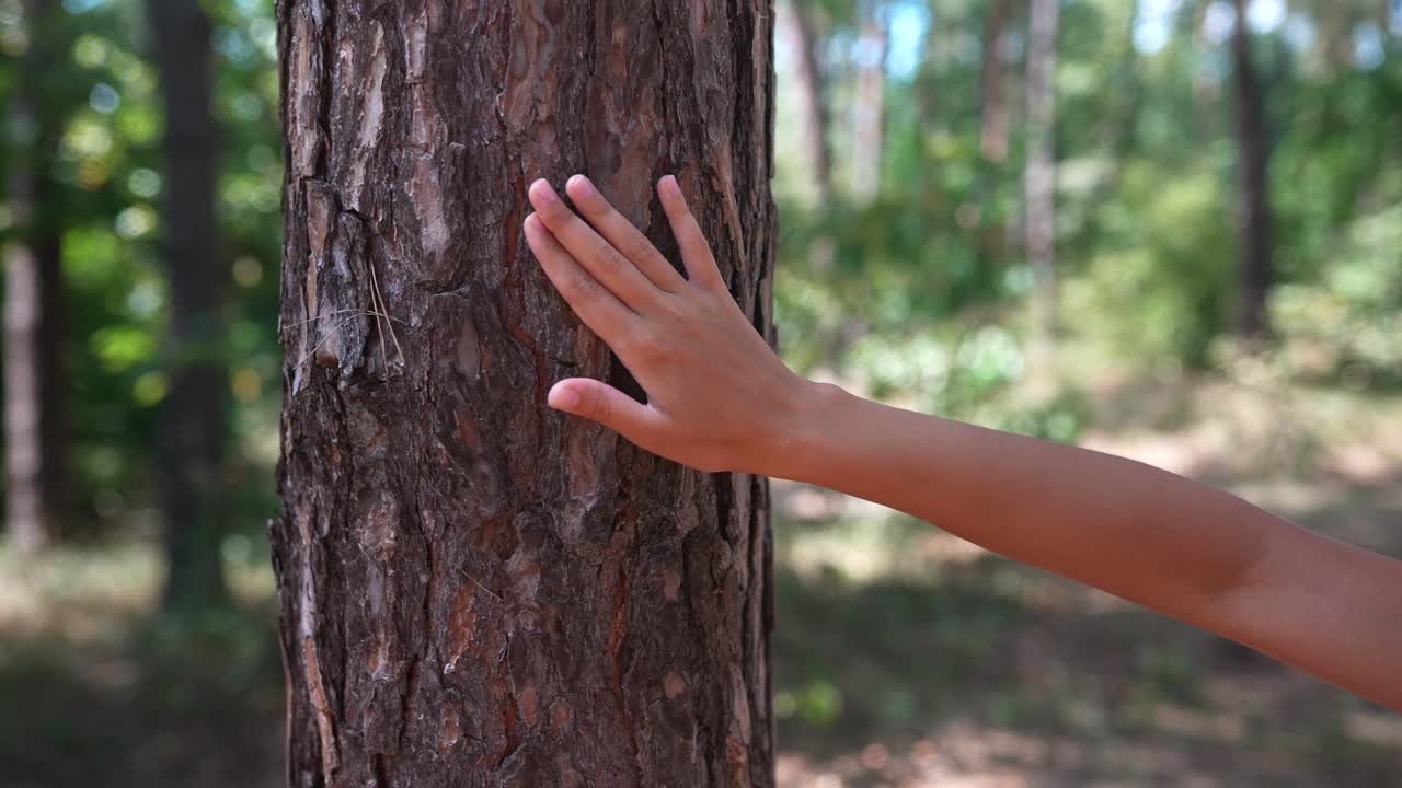 숲 속 의 소나무 줄기 를 만지는 아이