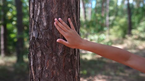 Child touching a pine tree trunk in a forest