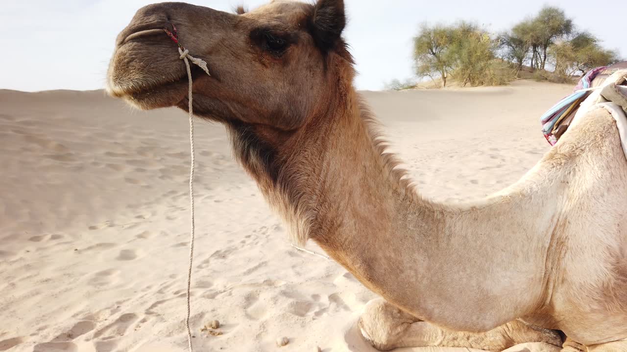 turista montando camello en una duna de arena de camino al festival del fuego al atardecer en el desierto de thar en las afueras de jaisalmer, rajasthan, india