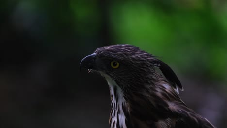 Mirando-Hacia-La-Izquierda,-Muestra-Su-Hermosa-Cresta-Hacia-La-Cámara,-El-águila-Halcón-De-Pinsker-Nisaetus-Pinskeri,-Filipinas