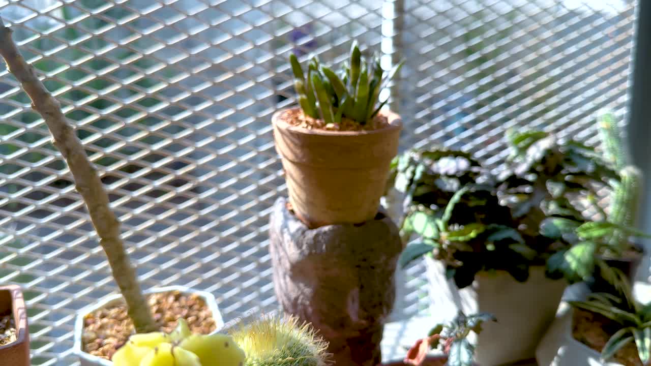 Various cacti displayed in a sunny greenhouse
