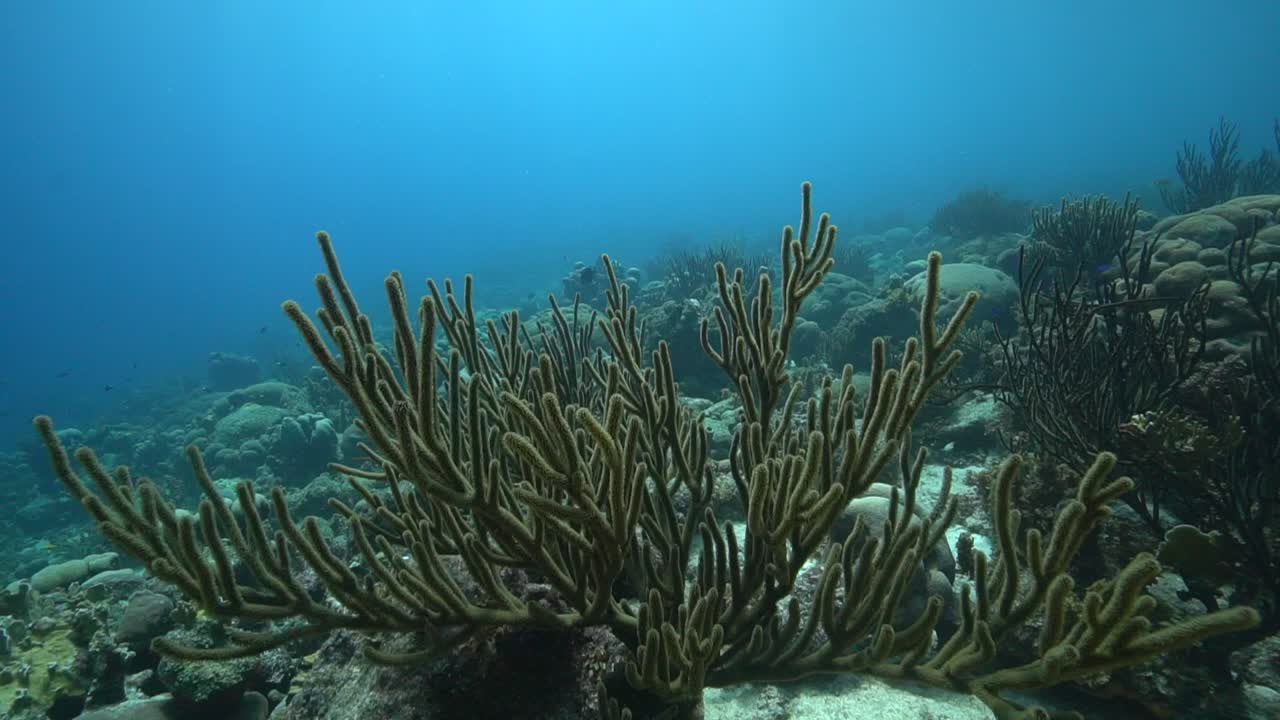 Camera glides over a muted Caribbean reef where hard and soft corals form layered shapes, small fish drifting through crevices under gentle ripples of clear, shallow water